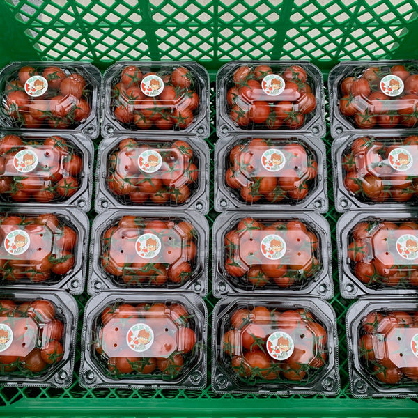 旬のトマトセット (大玉約400g　3～4玉) (ミニトマト約150g✕2パック)※ご注文から出荷まで5日ほど頂いております。